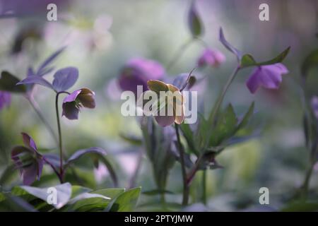 Violette Helleberblüte im Frühlingswald. Weihnachtsrose oder Lentenrose. Detaillierte Nahaufnahme des wunderschönen grünen und lila Helleberflaums Stockfoto