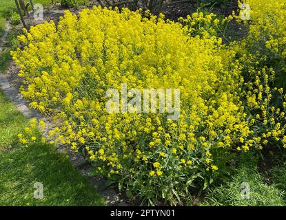 Faerberwaid, Isatis tinctoria ist eine Faerberpflanze und wird in der Medizin als Arzneimittel verwendet. Färberwaid, Isatis tinctoria ist eine Farbstoffpflanze A Stockfoto