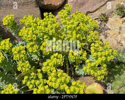 WALZEN-Wolfsmilch, Euphorbia myrsinites ist eine schoene Pflanze mit gruenen Blueten. Roller Spurr ist eine wunderschöne Pflanze mit grünen Blumen. Stockfoto