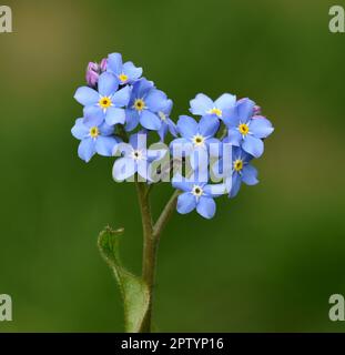 Vergissmeinnicht, Myosotis sylvatica, ist eine schoene im Fruehjahr bluehende Blue Blume. Vergiss nicht, Myosotis sylvatica, ist ein wunderschönes Frühlingsfest Stockfoto