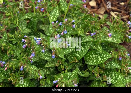 Lungenkraut, Pulmonaria, officinalis ist eine wichtige Heil- und Medizinalpflanze mit blauem Blueten. Lungenkraut Pulmonaria, officinalis ist eine wichtige Sache Stockfoto