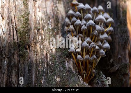 Pilze. Kehlkopf, giftiger Pilz. Waldpilze auf einem verrottenden Baumstamm mit Moos. Eine Gruppe giftiger Pilze und Moos auf verfaultem Stumpf Stockfoto