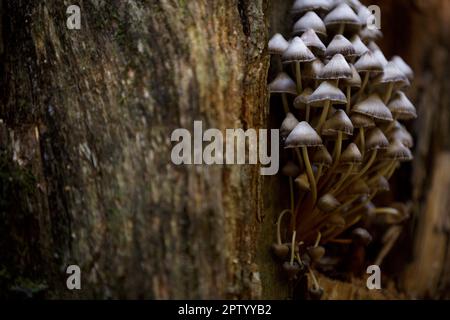 Kehlkopf, giftiger Pilz. Waldpilze auf einem Baumstamm mit Moos. Eine Gruppe giftiger Pilze auf verfaultem Stumpf. Psilocybe semilanceata muh Stockfoto