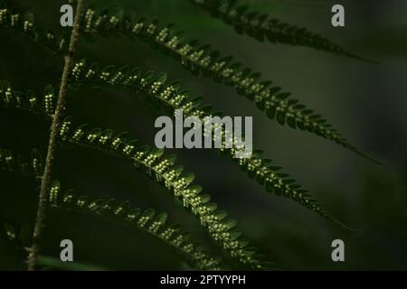 Farnblatt mit Samen. Sporen auf der Rückseite der Fronds Stockfoto