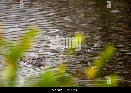 Der Alligator schleicht sich im Wasser auf dich zu Stockfoto