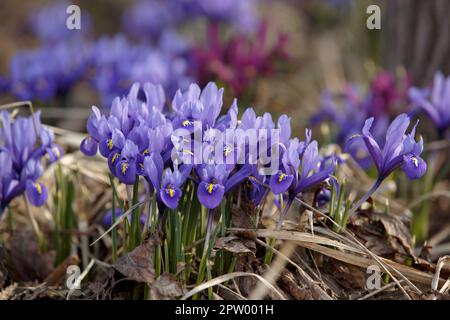 Iris reticulata. Blauer Blütenbusch der Iris reticulata. Wunderschöne lila Blüten der Iris auf der Wiese. Die Frühlings-Mini-Iris blüht im Park Stockfoto