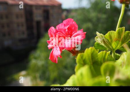 Rosa zonale Geranien auf der Fensterbank. Pelargonium peltatum ist eine Art von Pelargonium, die unter den gebräuchlichen Bezeichnungen Pelargonium grandiflorum bekannt ist. Cranesbil Stockfoto