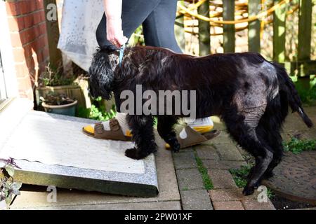 Cocker Spaniel mit einer zusätzlichen Rampe an der Türschwelle, damit er ins Haus gehen kann, weil er auch die Zehen entfernt hat. Stockfoto