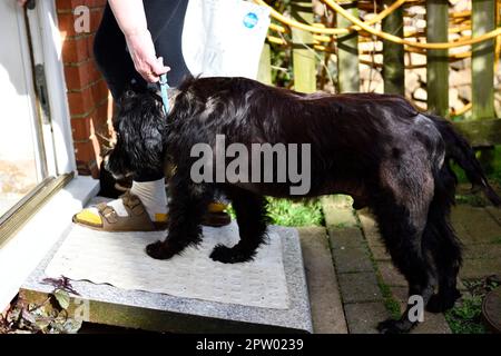 Cocker Spaniel mit einer zusätzlichen Rampe an der Türschwelle, damit er ins Haus gehen kann, weil er auch die Zehen entfernt hat. Stockfoto