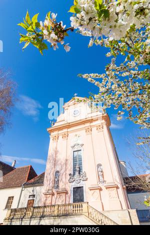 Mauerbach: Mauerbacher Charterhouse, Karthuserkirche, Blumenbaum in Wienerwald, Wienerwald, Niederösterreich, Niederösterreich, Österreich Stockfoto