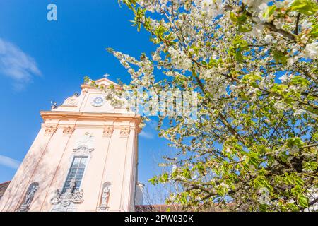 Mauerbach: Mauerbacher Charterhouse, Karthuserkirche, Blumenbaum in Wienerwald, Wienerwald, Niederösterreich, Niederösterreich, Österreich Stockfoto