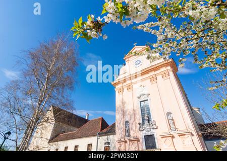 Mauerbach: Mauerbacher Charterhouse, Karthuserkirche, Blumenbaum in Wienerwald, Wienerwald, Niederösterreich, Niederösterreich, Österreich Stockfoto