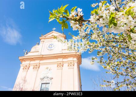 Mauerbach: Mauerbacher Charterhouse, Karthuserkirche, Blumenbaum in Wienerwald, Wienerwald, Niederösterreich, Niederösterreich, Österreich Stockfoto