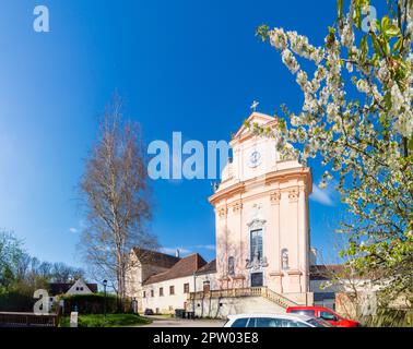 Mauerbach: Mauerbacher Charterhouse, Karthuserkirche, Blumenbaum in Wienerwald, Wienerwald, Niederösterreich, Niederösterreich, Österreich Stockfoto