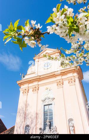 Mauerbach: Mauerbacher Charterhouse, Karthuserkirche, Blumenbaum in Wienerwald, Wienerwald, Niederösterreich, Niederösterreich, Österreich Stockfoto