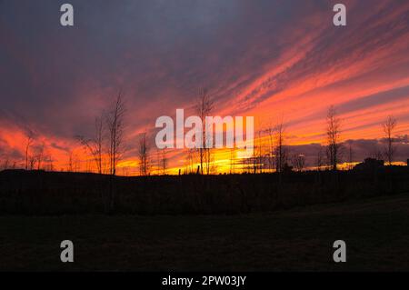 Sonnenuntergang mit brennendem Himmel hinter den Bäumen. Kräftige warme Farben Stockfoto