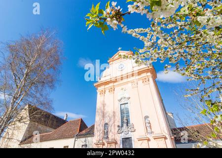Mauerbach: Mauerbacher Charterhouse, Karthuserkirche, Blumenbaum in Wienerwald, Wienerwald, Niederösterreich, Niederösterreich, Österreich Stockfoto