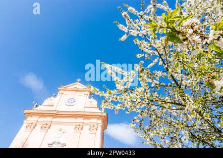 Mauerbach: Mauerbacher Charterhouse, Karthuserkirche, Blumenbaum in Wienerwald, Wienerwald, Niederösterreich, Niederösterreich, Österreich Stockfoto