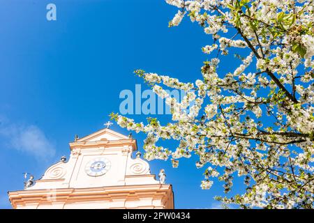 Mauerbach: Mauerbacher Charterhouse, Karthuserkirche, Blumenbaum in Wienerwald, Wienerwald, Niederösterreich, Niederösterreich, Österreich Stockfoto
