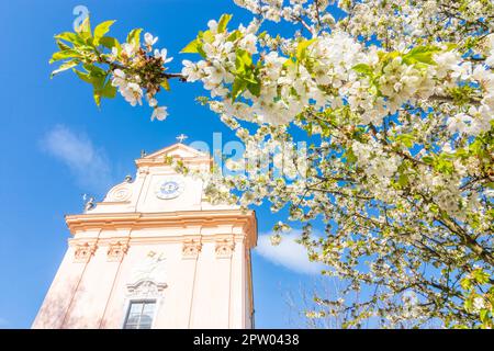 Mauerbach: Mauerbacher Charterhouse, Karthuserkirche, Blumenbaum in Wienerwald, Wienerwald, Niederösterreich, Niederösterreich, Österreich Stockfoto