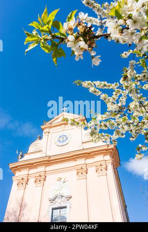 Mauerbach: Mauerbacher Charterhouse, Karthuserkirche, Blumenbaum in Wienerwald, Wienerwald, Niederösterreich, Niederösterreich, Österreich Stockfoto