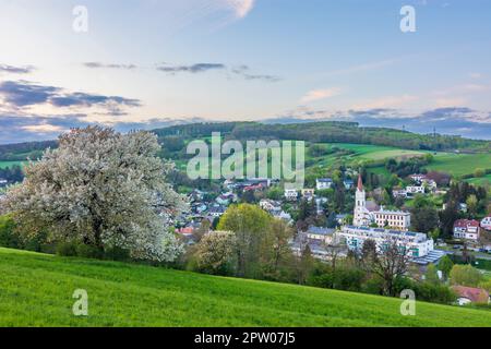 Klosterneuburg: Gemeinde und Wallfahrtskirche Maria Gugging, blühender Baum in Wienerwald, Wiener Wald, Niederösterreich, Niederösterreich, Niederösterreich, Österreich Stockfoto