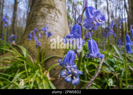 Nahaufnahme von Blauzungenblüten (Endymion nonscriptus) in Blüten im Buchenwald im Frühjahr Stockfoto