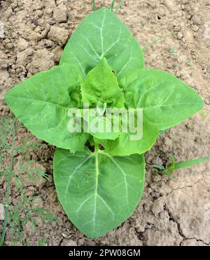 Im Frühjahr wächst im Garten die essbare Pflanzenkorre (Atriplex hortensis) Stockfoto