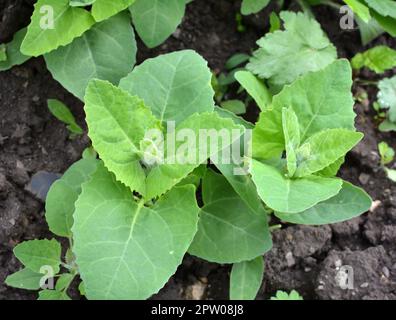 Im Frühjahr wächst im Garten die essbare Pflanzenkorre (Atriplex hortensis) Stockfoto