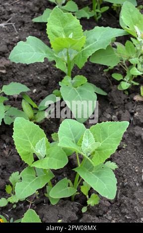 Im Frühjahr wächst im Garten die essbare Pflanzenkorre (Atriplex hortensis) Stockfoto