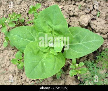 Im Frühjahr wächst im Garten die essbare Pflanzenkorre (Atriplex hortensis) Stockfoto