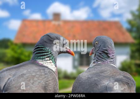 Nahaufnahme von zwei gewöhnlichen Holztauben (Columba Palumbus), die im Frühling im Garten umhertreiben Stockfoto