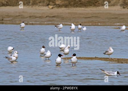 Zwei Möwen aus dem Mittelmeerraum (Ichthyaetus melanocephalus / Larus melanocephalus), die sich im Frühling neben anderen Möwen im flachen Wasser eines Teiches ausruhen Stockfoto