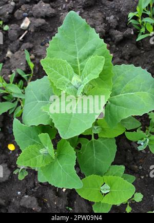 Im Frühjahr wächst im Garten die essbare Pflanzenkorre (Atriplex hortensis) Stockfoto