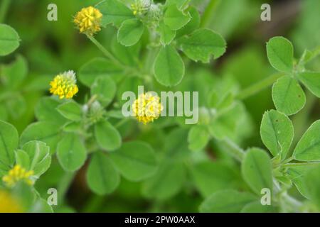 Auf der Wiese in der wilden Blüte Alfalfa Hop (Medicago lupulina) Stockfoto