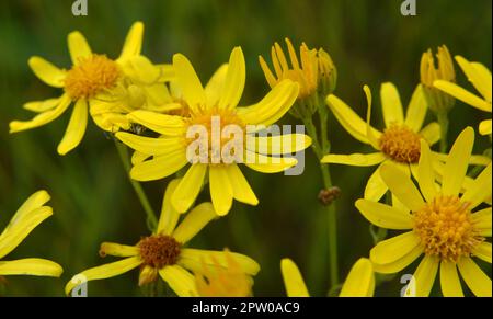 In der Wildnis wächst die Pflanze Jacobaea vulgaris unter den Gräsern Stockfoto
