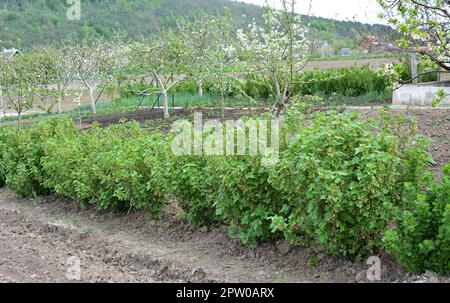 Im Frühling wachsen im Garten Beerenbüsche Stockfoto