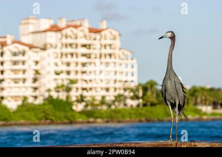 Miami Beach Florida, South Pointe Park Little Bule Reiher, Fisher Island Wohnungen Gebäude, Stockfoto