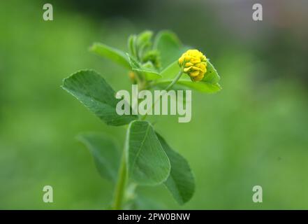 Auf der Wiese in der wilden Blüte Alfalfa Hop (Medicago lupulina) Stockfoto