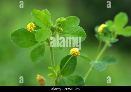 Auf der Wiese in der wilden Blüte Alfalfa Hop (Medicago lupulina) Stockfoto