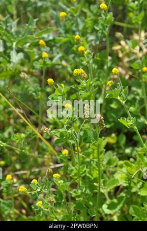 Auf der Wiese in der wilden Blüte Alfalfa Hop (Medicago lupulina) Stockfoto