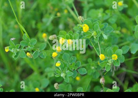 Auf der Wiese in der wilden Blüte Alfalfa Hop (Medicago lupulina) Stockfoto