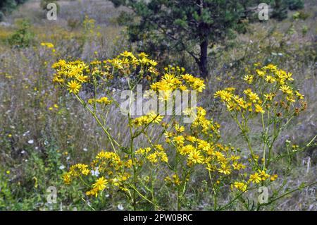 In der Wildnis wächst die Pflanze Jacobaea vulgaris unter den Gräsern Stockfoto