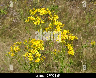 In der Wildnis wächst die Pflanze Jacobaea vulgaris unter den Gräsern Stockfoto