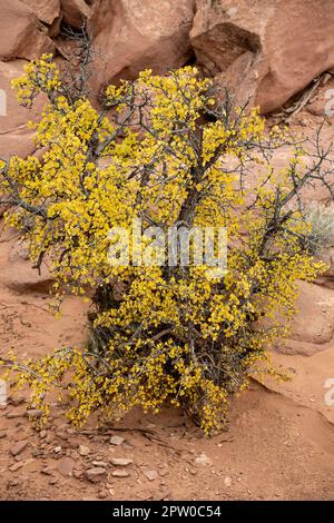 Gelber Busch, False Kiva Trail, Islands in the Sky District, Canyonlands National Park, nahe Moab, Utah USA Stockfoto