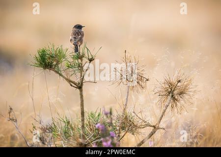 Europäisches Steinechat, Saxicola rubicola, sitzt auf einer Kiefer mit Kopierraum. Kleiner Vogel, der sich von hinten auf einem Busch im offenen Land ruht. Tierwil Stockfoto