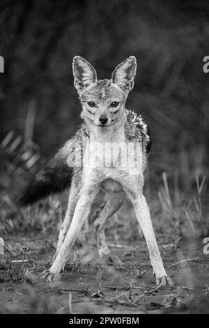 Schwarzer Schakal starrt mit gespreizten Vordermännern Stockfoto