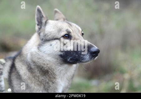 Porträt einer Hunderasse Westsibirischen Laika mit grünem Feld Hintergrund in Abend Stockfoto