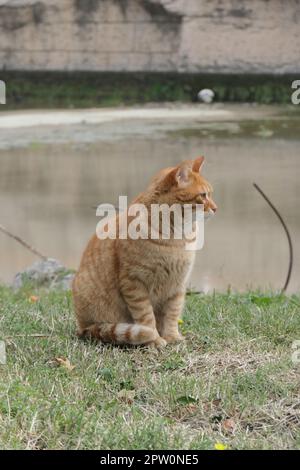 Eine rothaarige Katze sitzt vor einem Teich Stockfoto