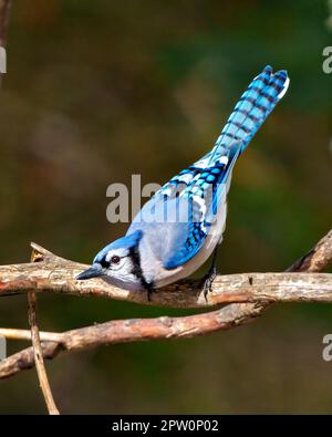 Blue Jay aus nächster Nähe, hoch oben auf einem Ast mit einem verwischten Waldhintergrund in seiner Umgebung und Umgebung. Jay Picture. Stockfoto